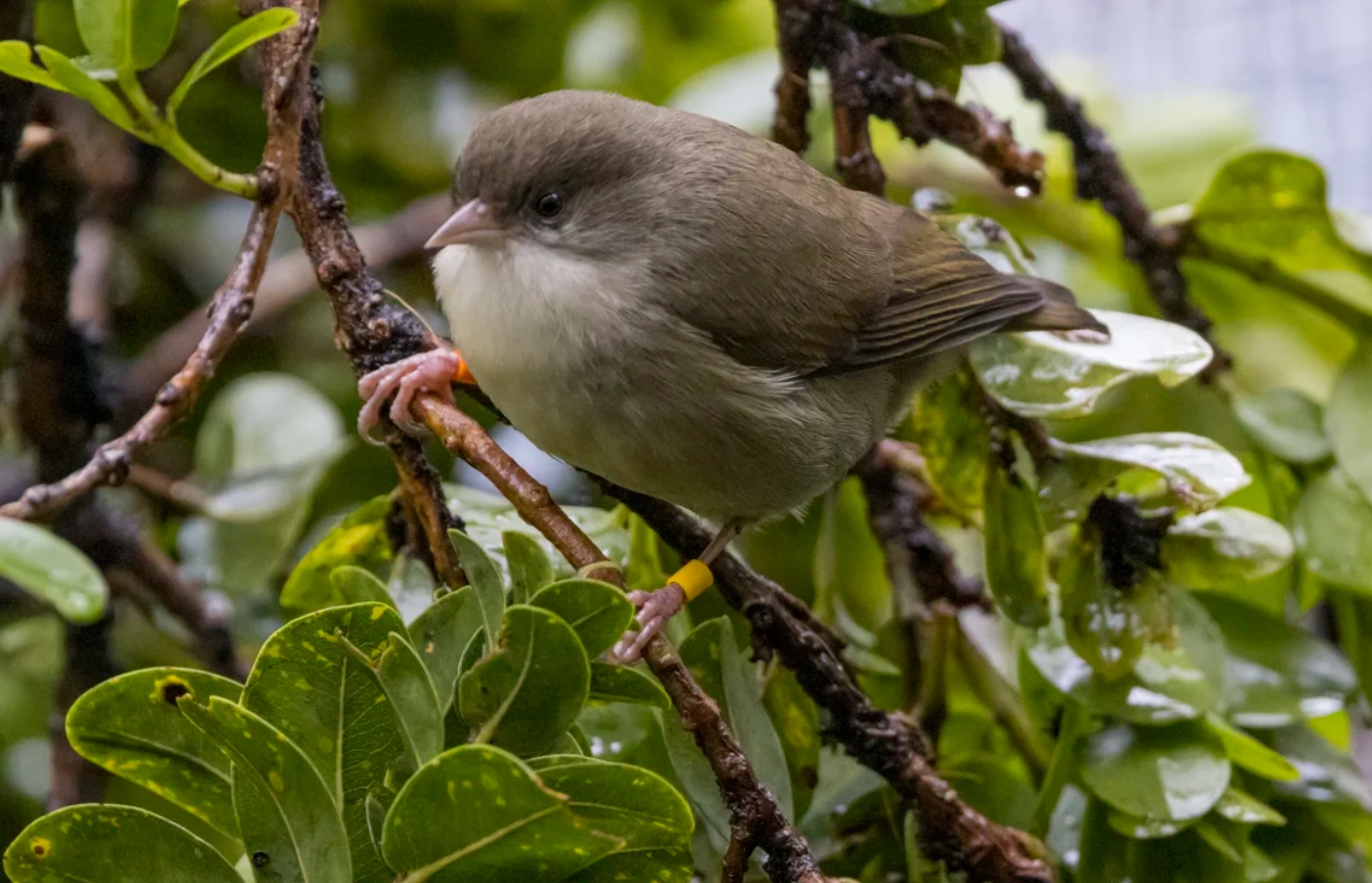 Их осталось всего 5. В мире может полностью исчезнуть редкостный вид птиц